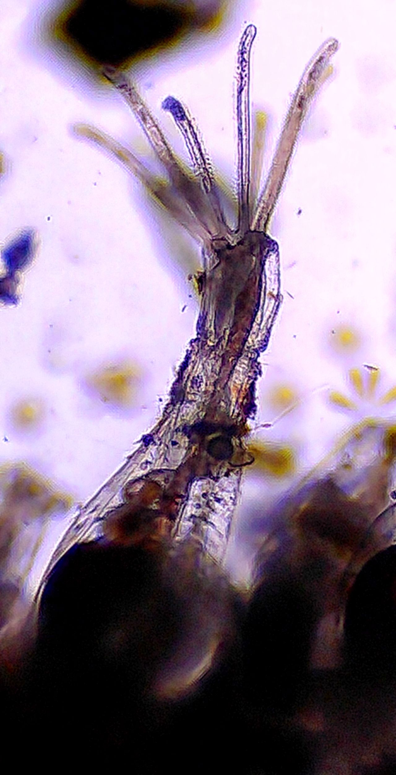 L''alieno trasparente delle nostre coste: l'' Amathia verticillata